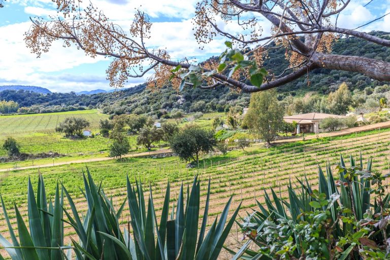 wine growing su solianu