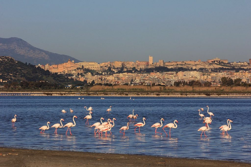 fenicotteri in laguna a cagliari sardegna