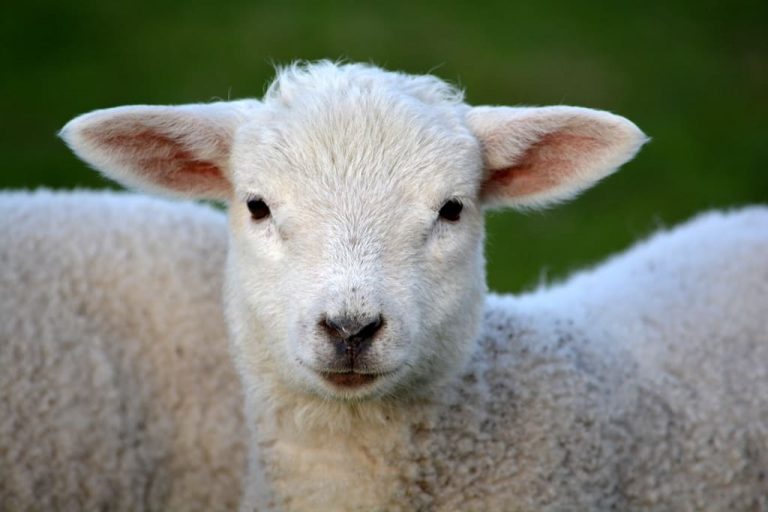 sardisches lamm