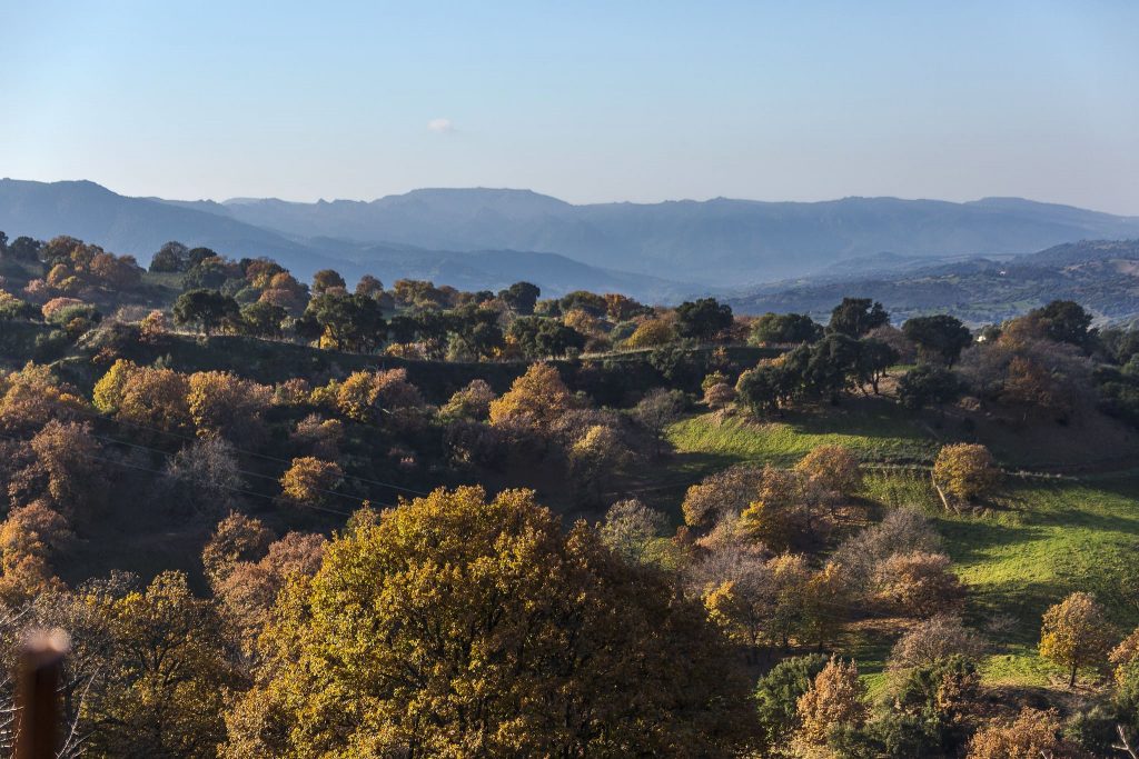 paysage d'automne avec des arbres en Sardaigne