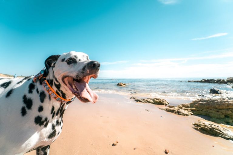 hundestrand sardinien