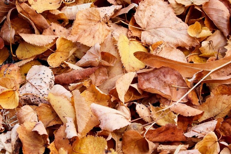 foglie sardegna autunno campagna