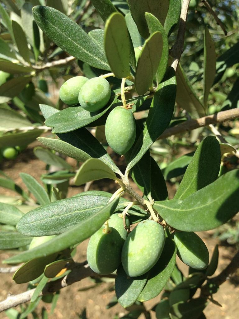 huile d'olive sardaigne