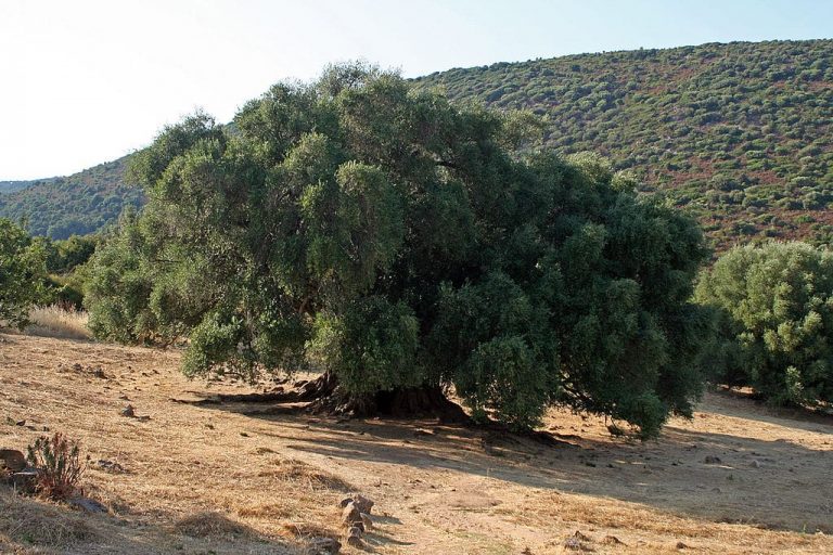 olivastro olive sardegna autunno campagna