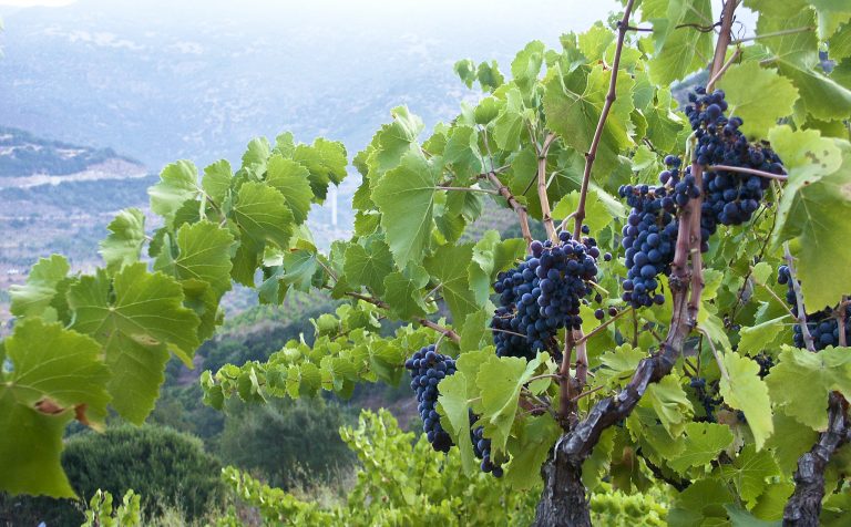 vigna in collina in sardegna