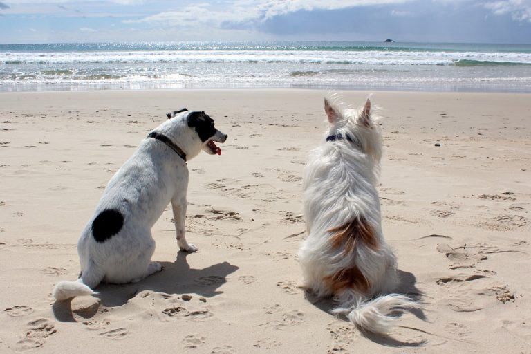 hunde sandstrand meer