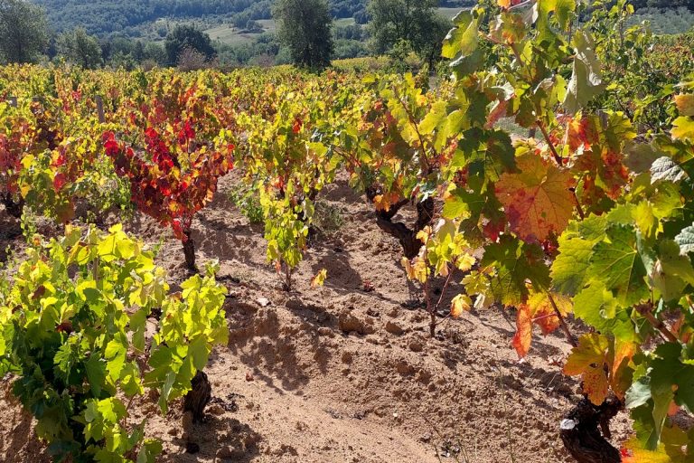 weinanbau sardinien mandolisai