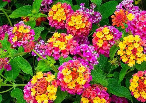 lantana auf sardinien