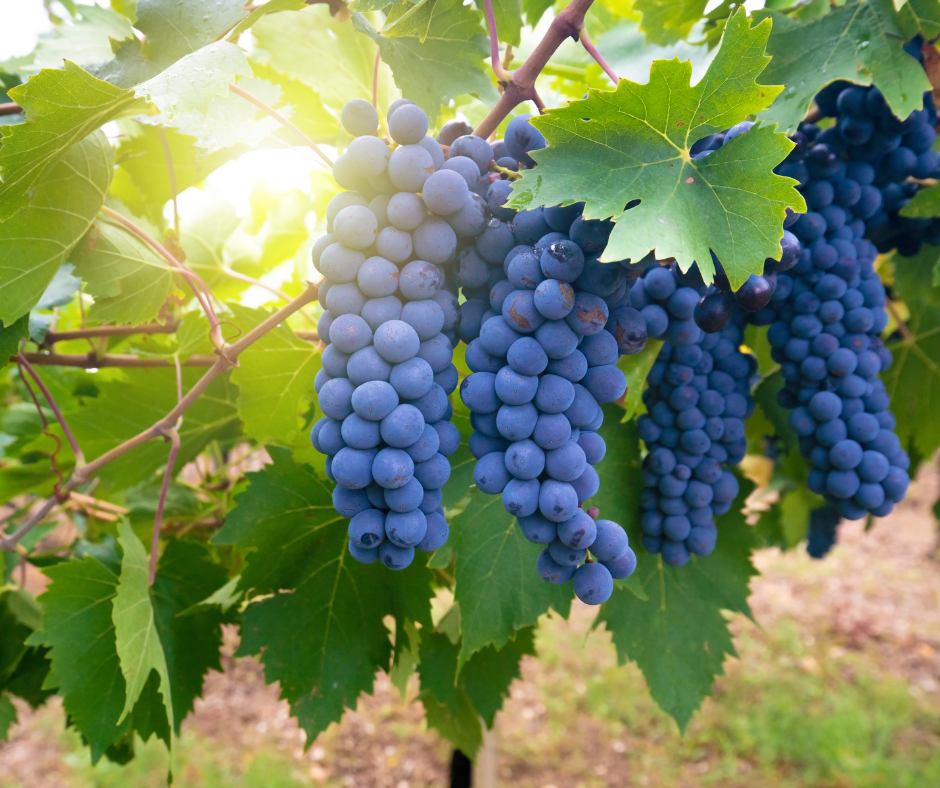 uva delle vigne di ogliastra
