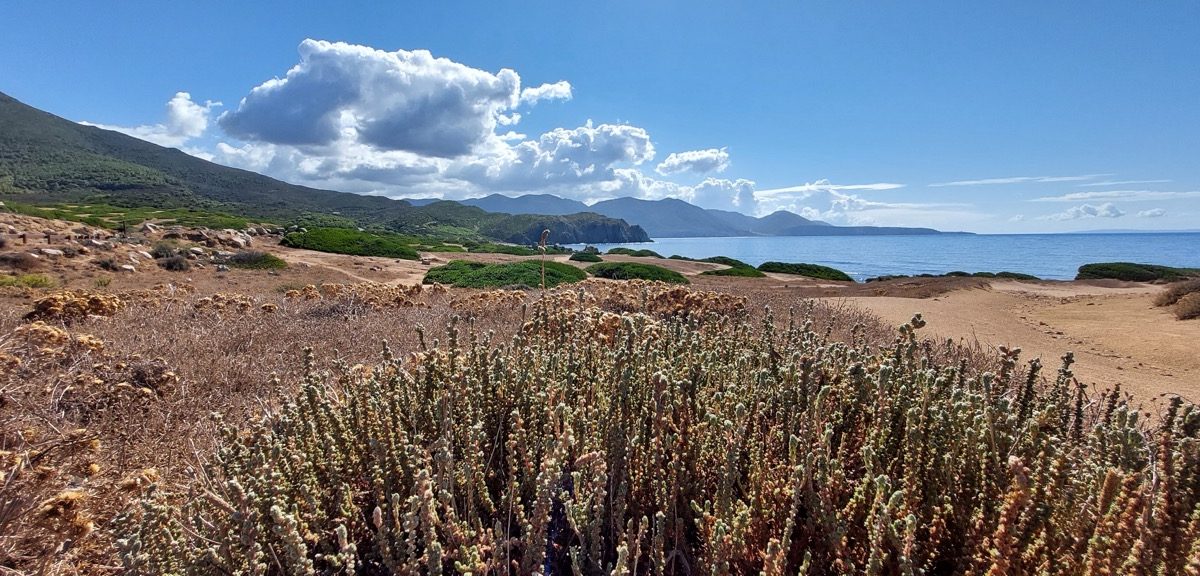 costa, capo pecora in inverno in sardegna. Vegetazione in primo piano, sullo sfondo mare e montagne