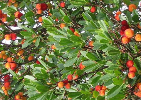 corbezzolo auf sardinien