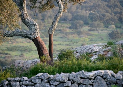 korkeiche auf sardinien