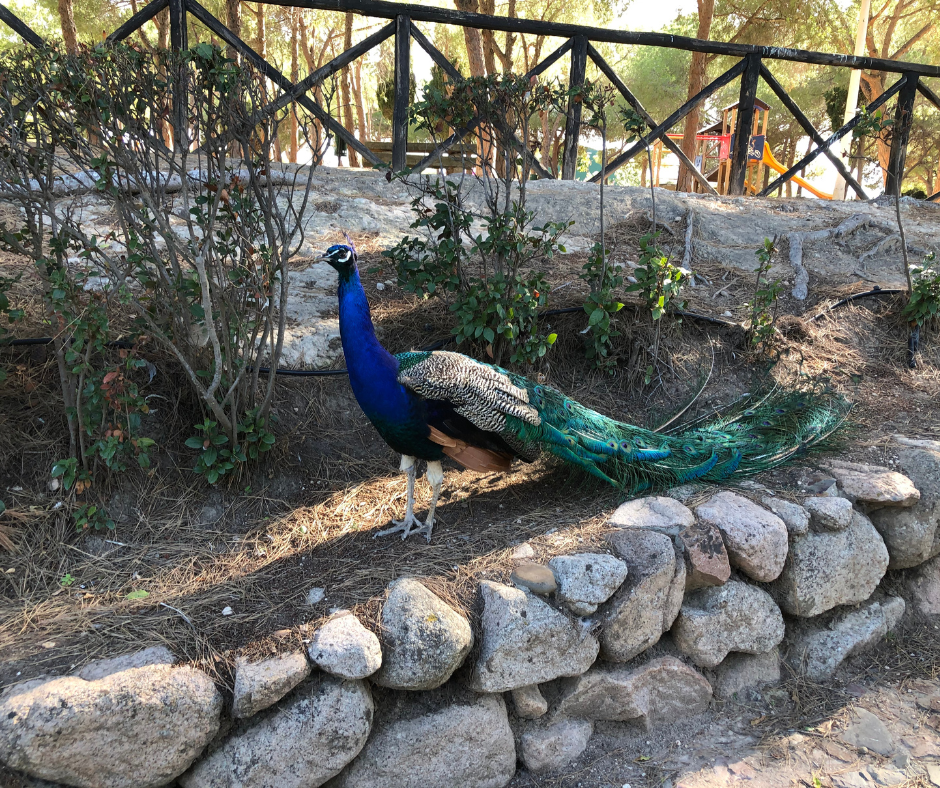 pavone a monte urpinu