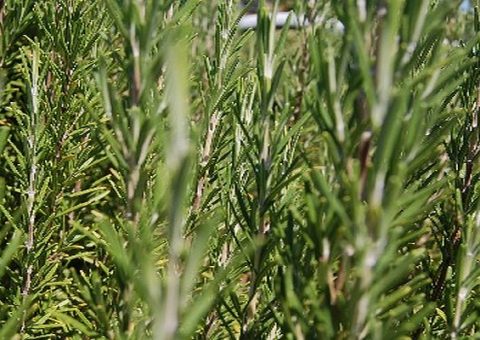 rosmarin auf sardinien