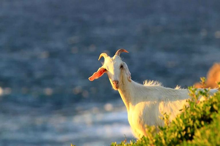 una pecora in sardegna con il mare