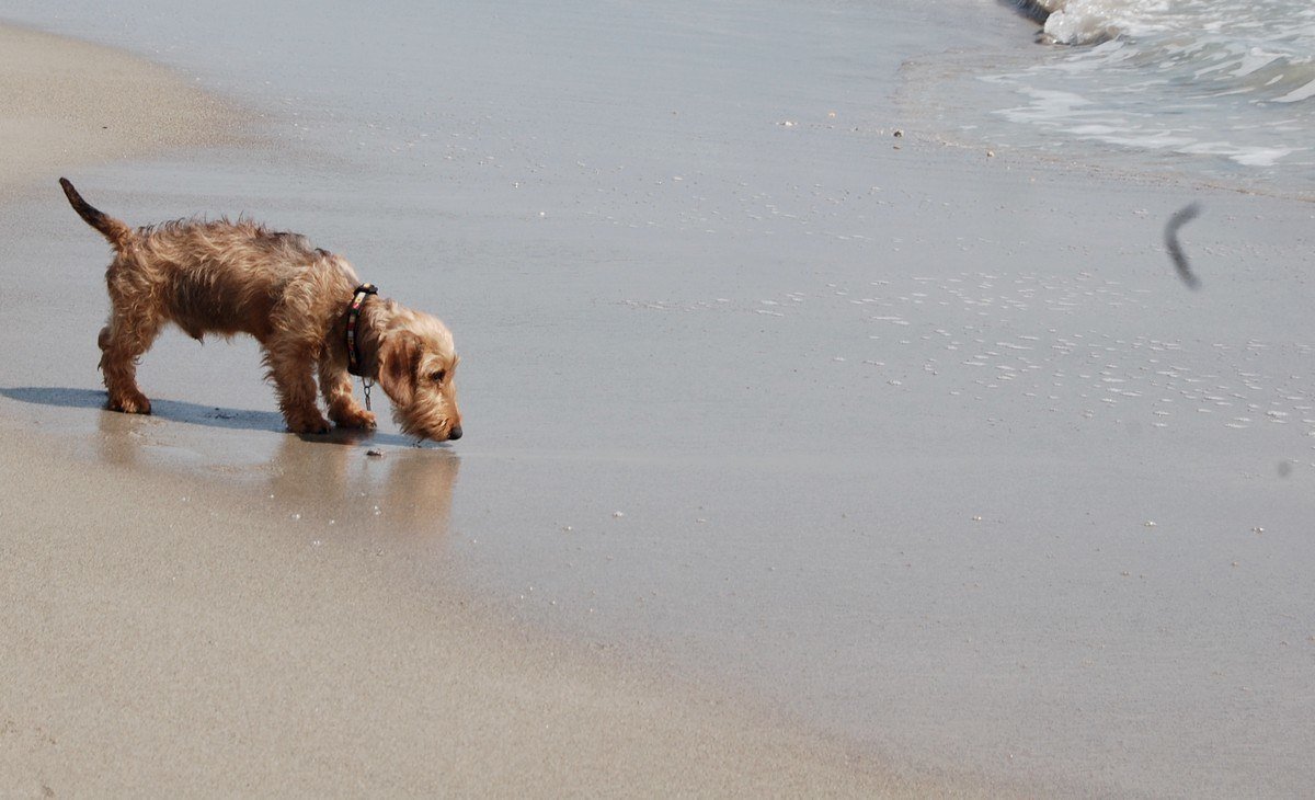 Case In Affitto In Sardegna Per Le Vacanze Col Cane