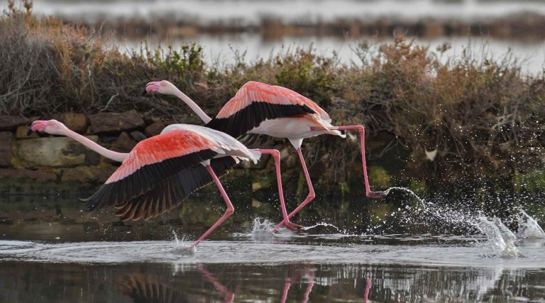 flamingos lagoon lake