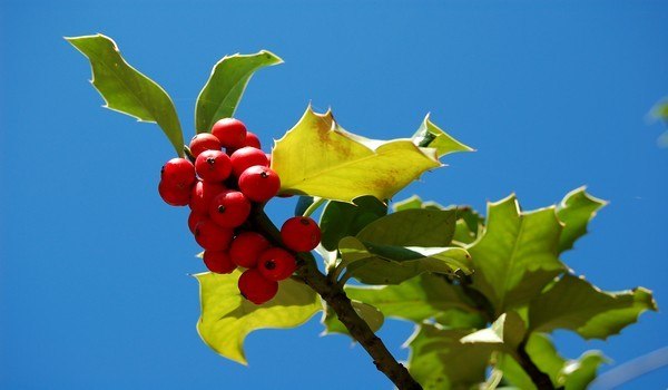 noël en sardaigne houx