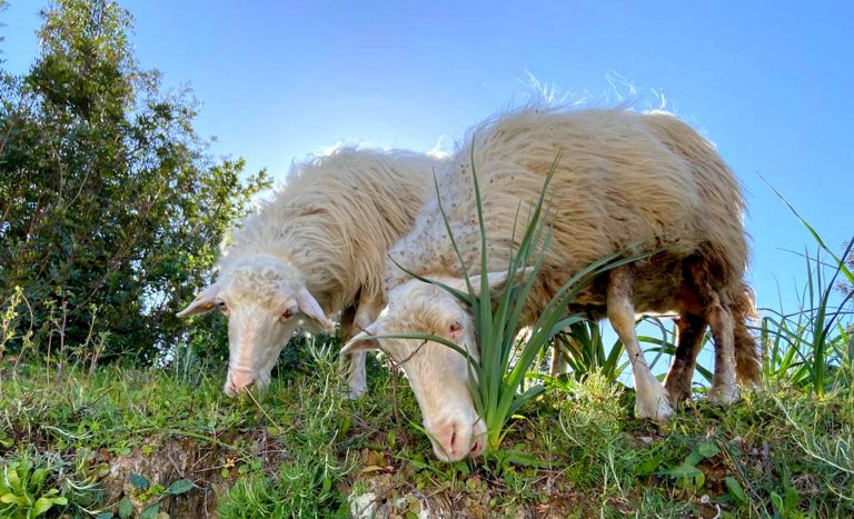 schapen grazen