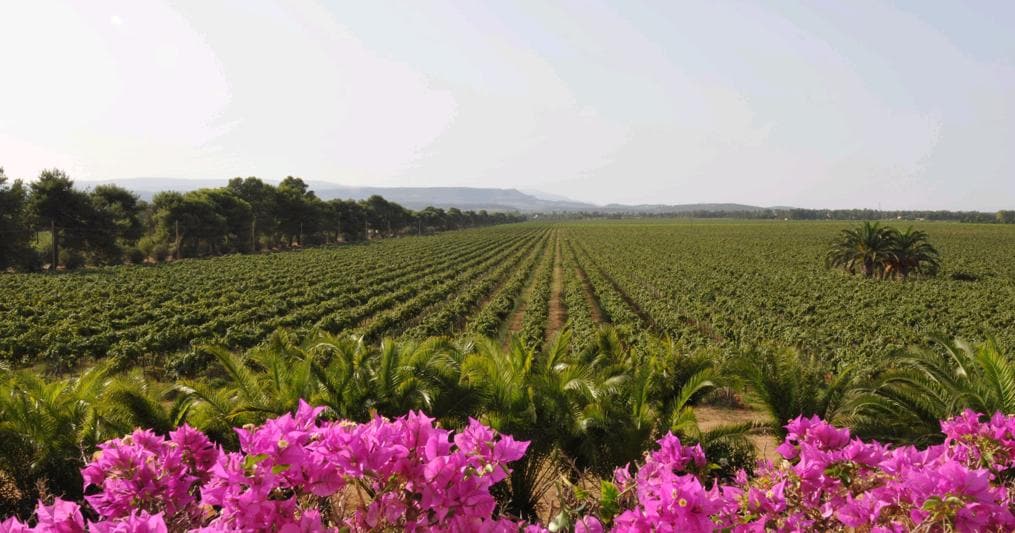 cantine vini sardi