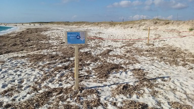 spiaggia dog friendly abarossa arborea