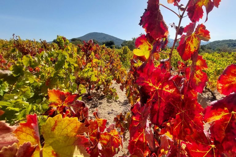 vigne en sardaigne