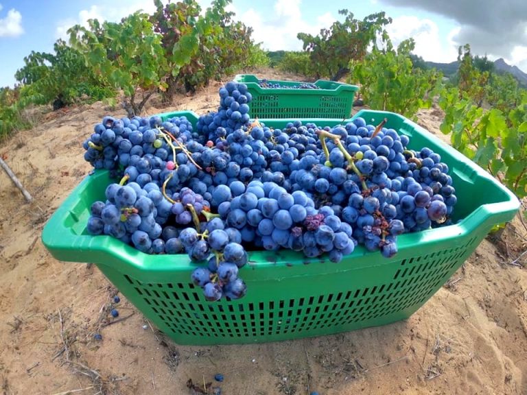 weinernte sardinien