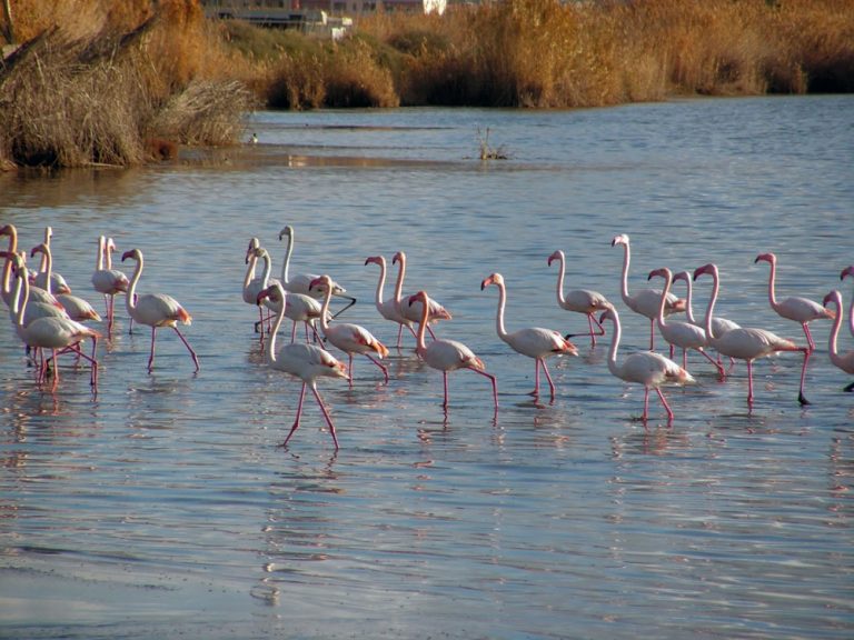 flamingos in sardinia